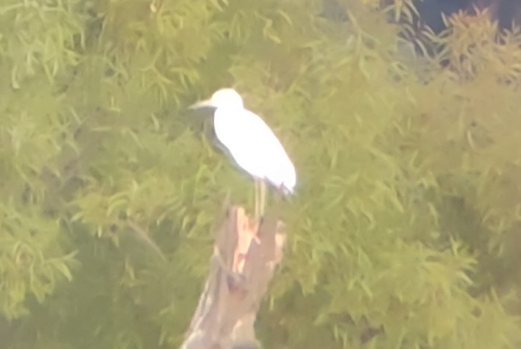 Little Blue Heron - ML481961261