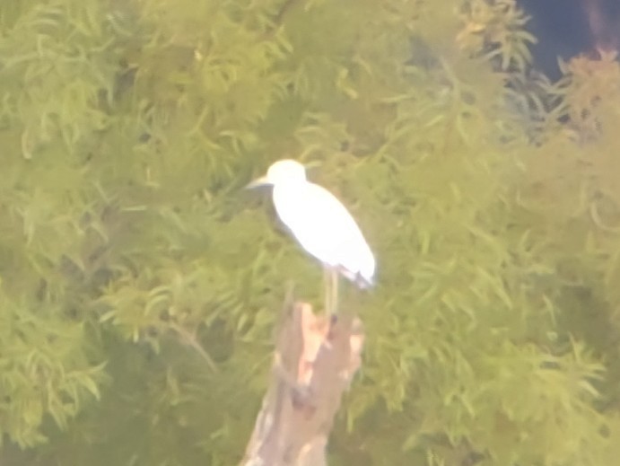 Little Blue Heron - ML481961341