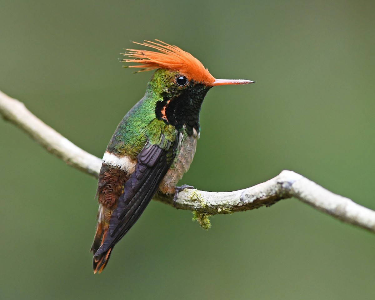 Rufous-crested Coquette - ML481961951