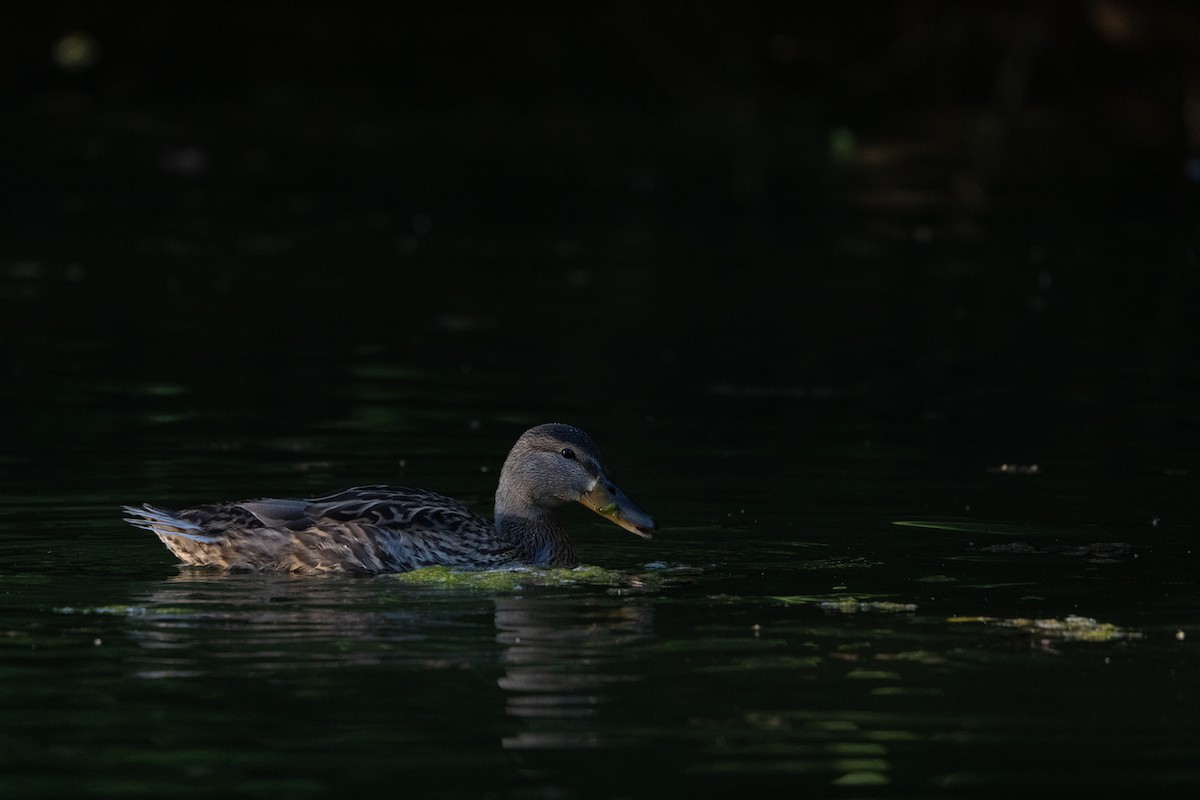 Canard colvert - ML481962091