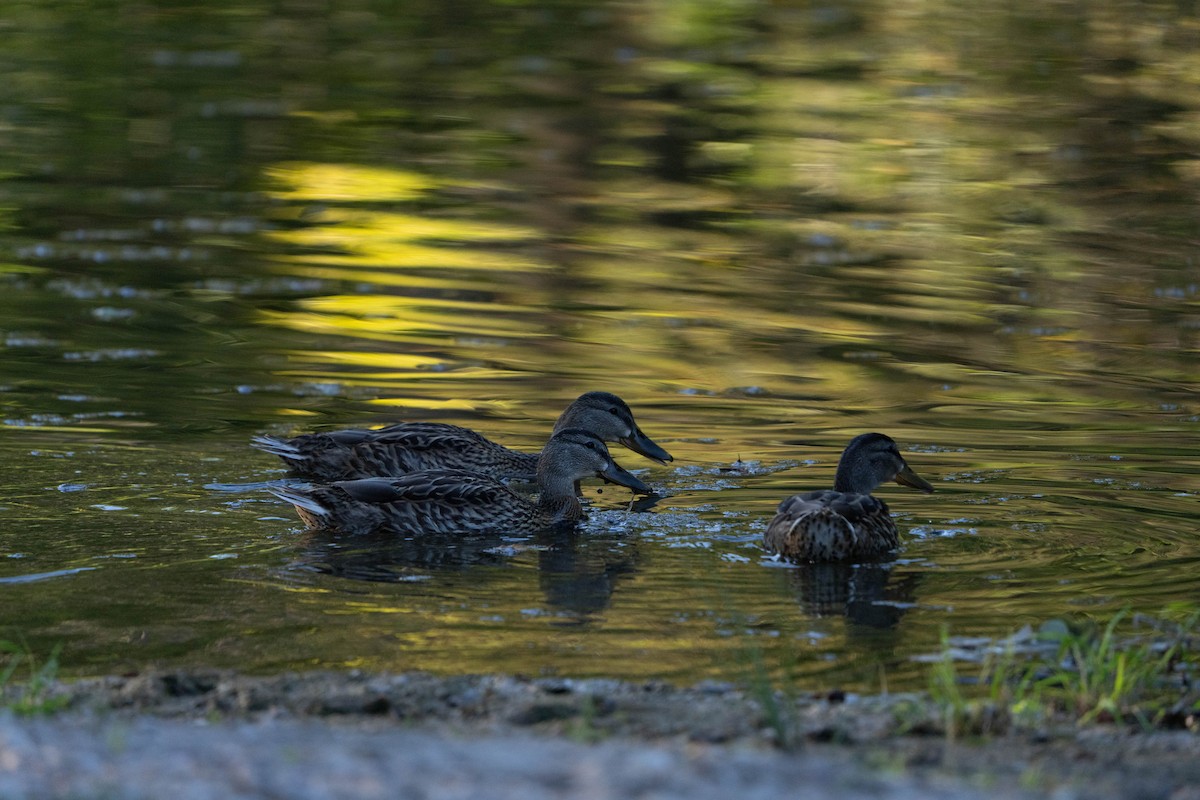 Canard colvert - ML481962101