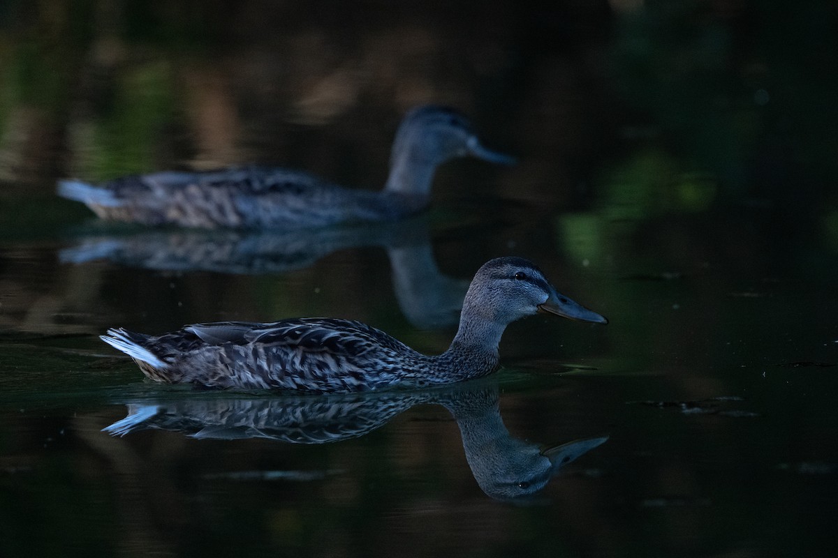 Canard colvert - ML481962131