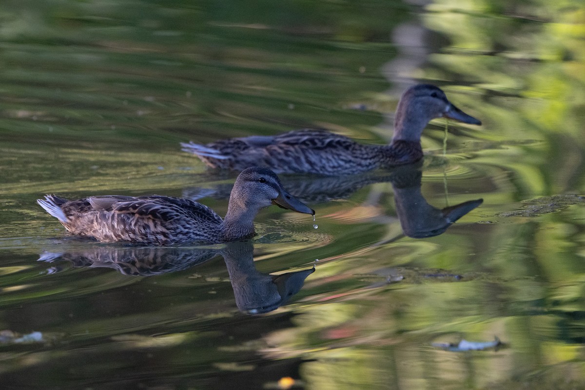 Canard colvert - ML481962141