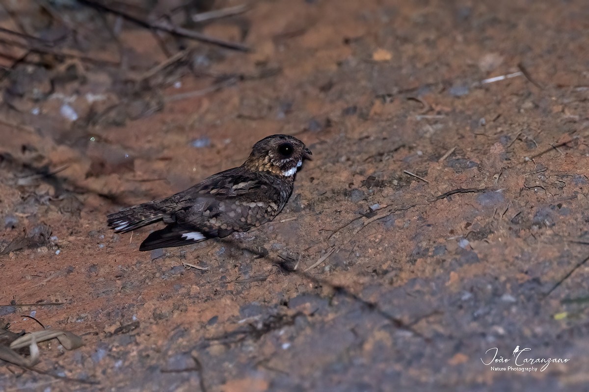 Little Nightjar - ML481962191