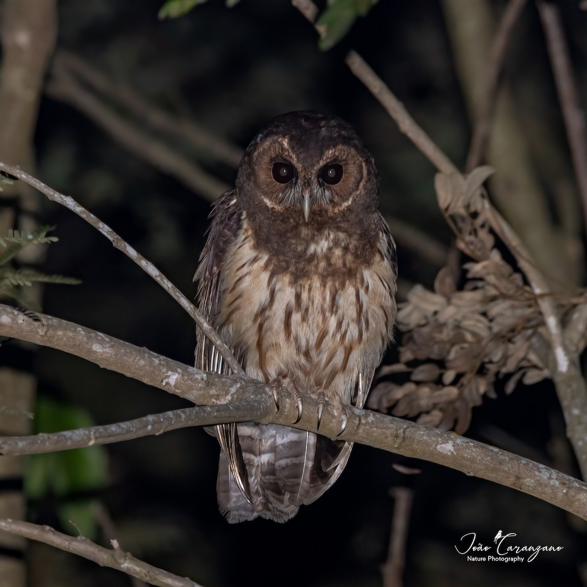 Mottled Owl - João Octávio Caranzano Moraes