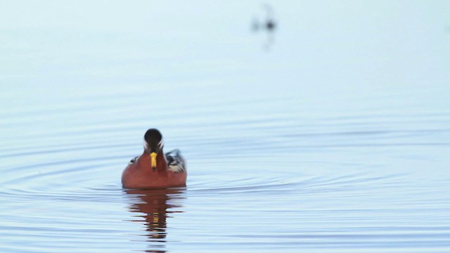 Phalarope à bec large - ML481963