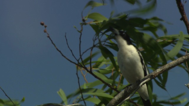 Black-backed Butcherbird - ML481965