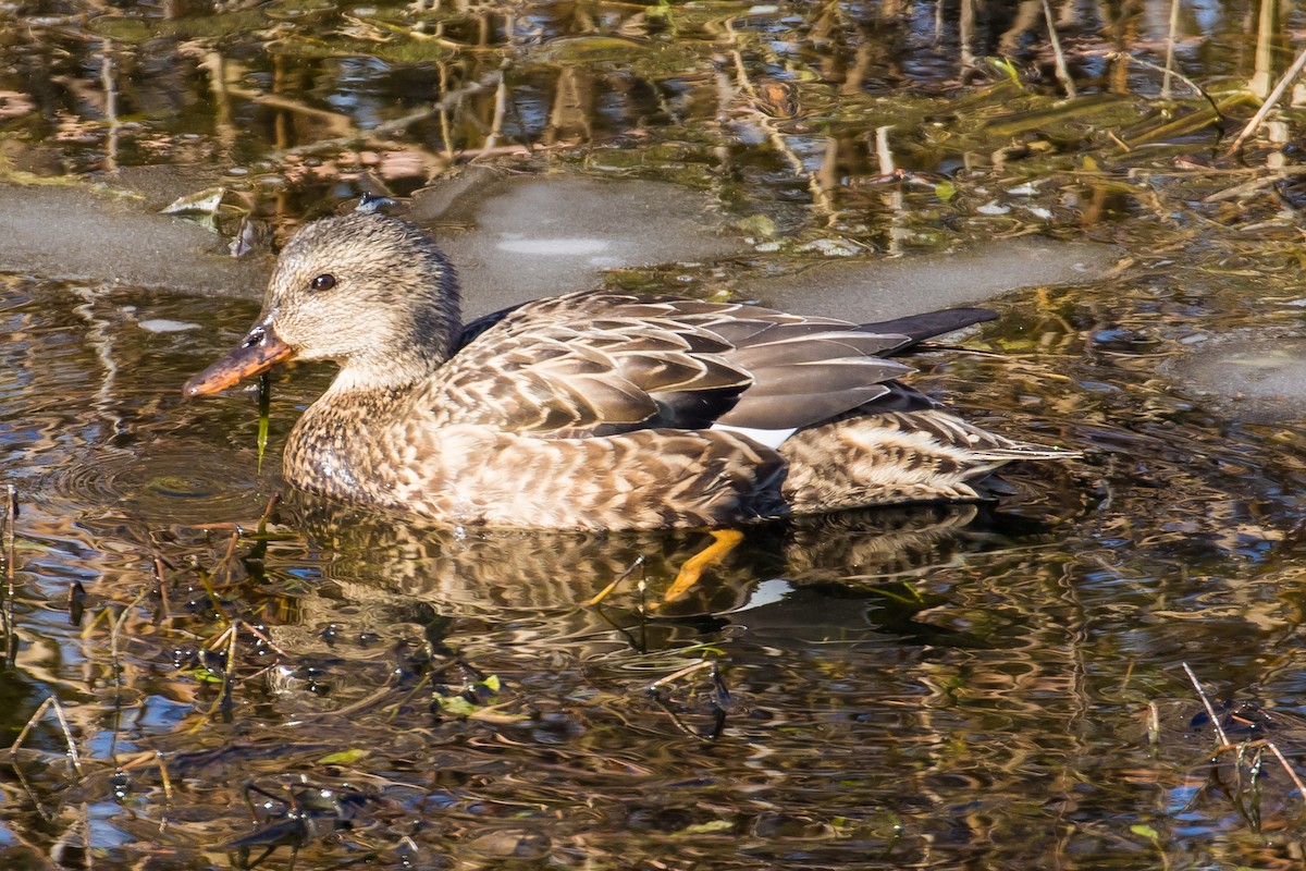 Gadwall - ML48196531