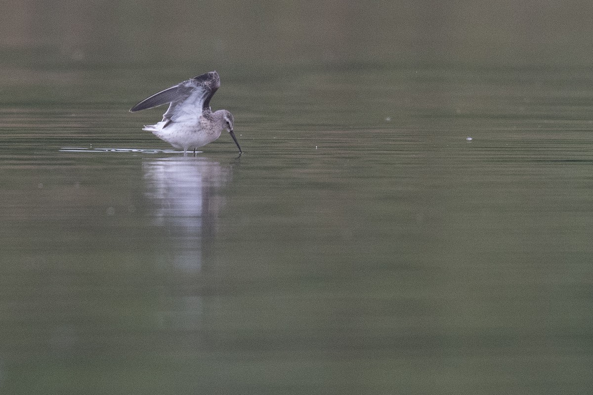 Stilt Sandpiper - ML481965541