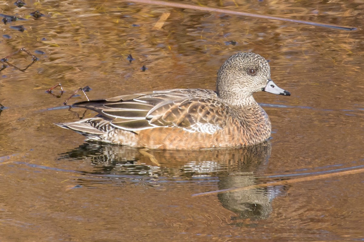 American Wigeon - ML48196591