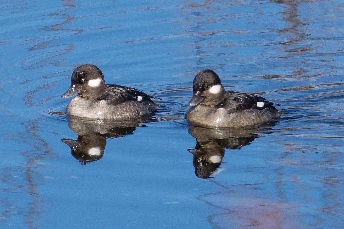 Bufflehead - John Reynolds