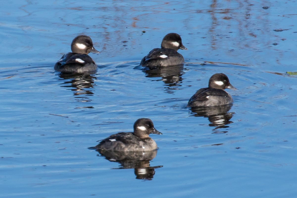 Bufflehead - John Reynolds