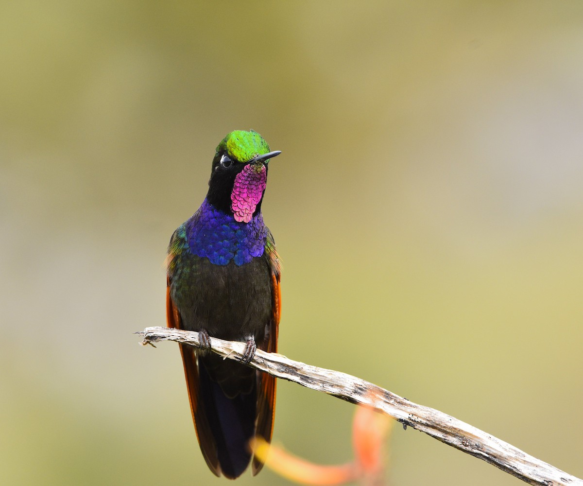 Colibri à gorge grenat - ML481967911