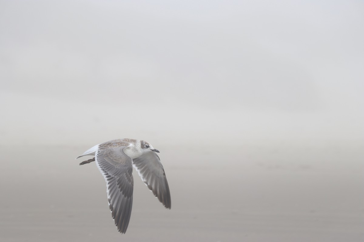 Franklin's Gull - Trillium Magus