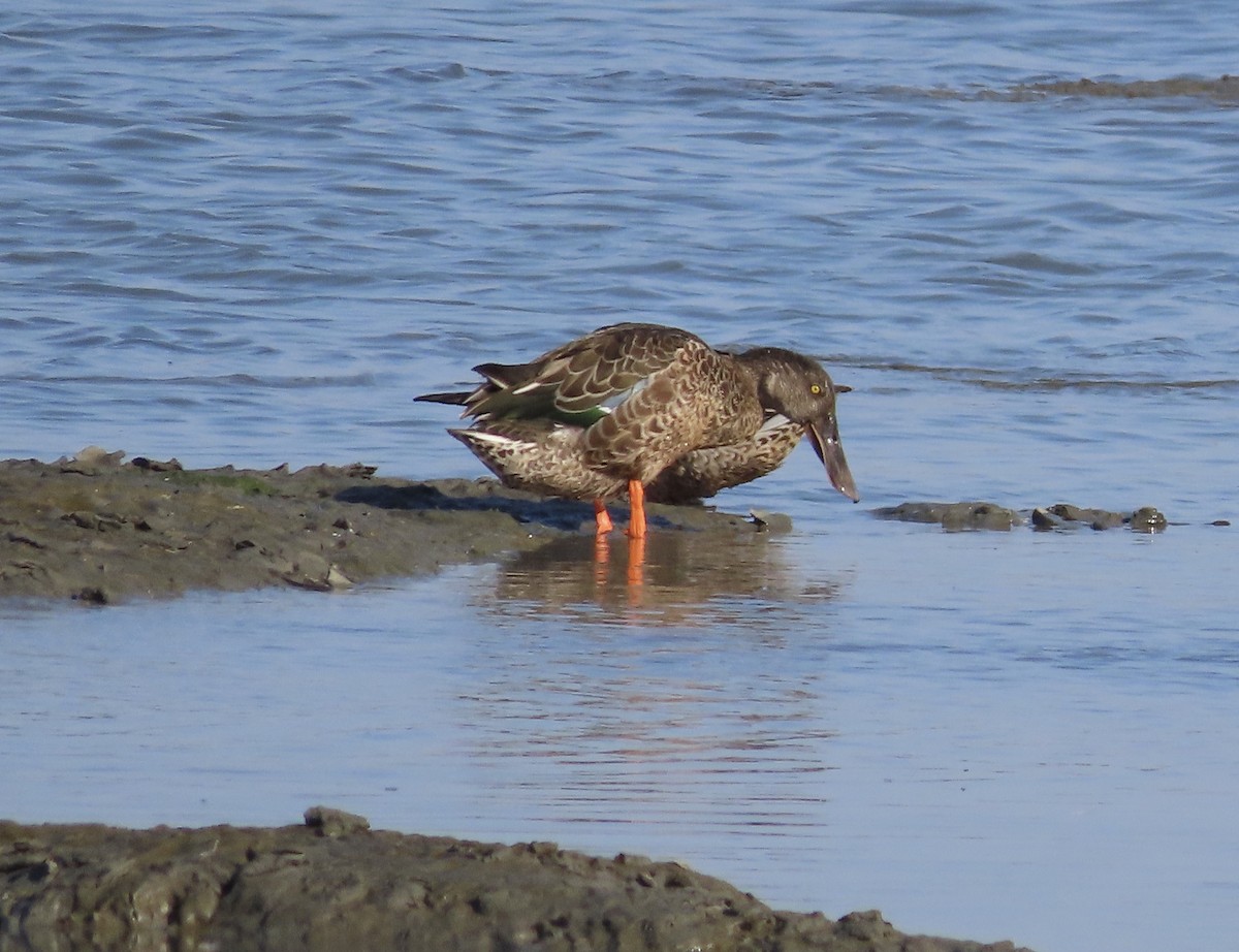 Northern Shoveler - George Chrisman