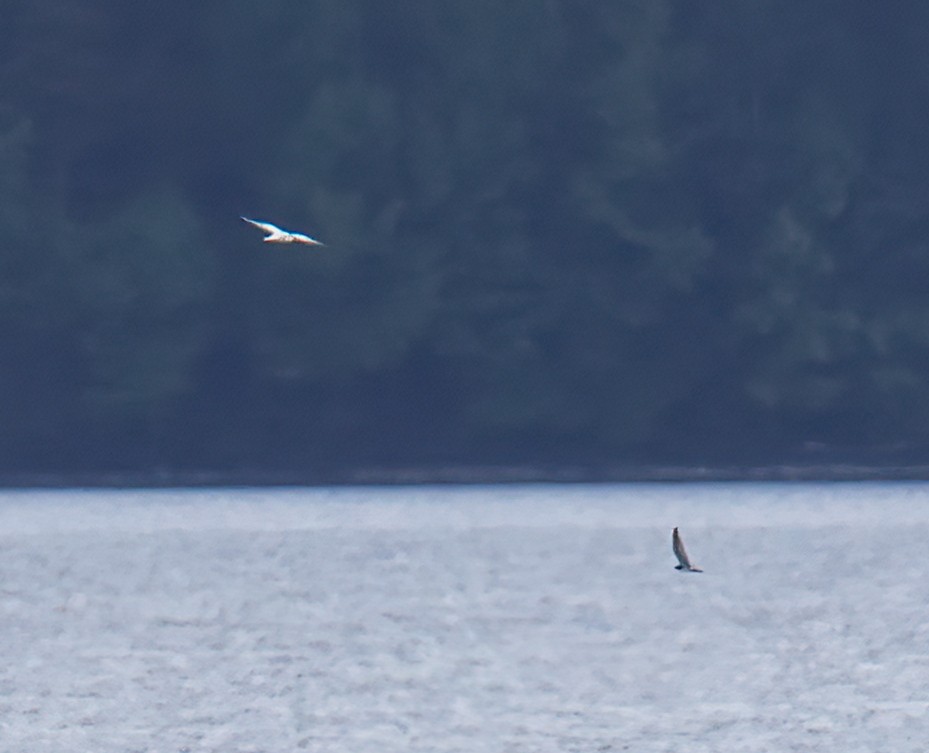 Forster's Tern - ML481968671