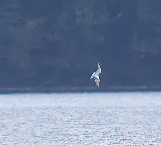 Forster's Tern - ML481968721