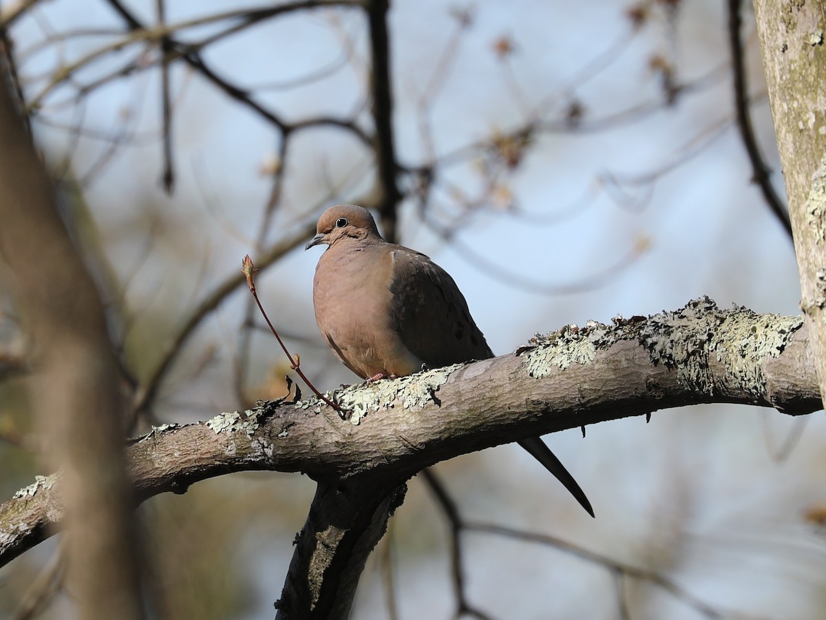 Mourning Dove - ML481968951