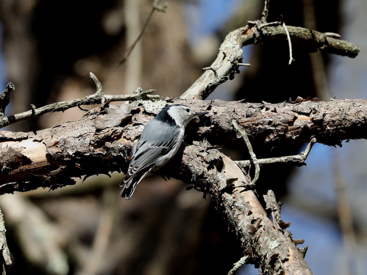 White-breasted Nuthatch - ML481969001
