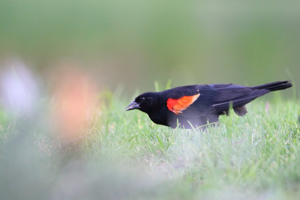 Red-winged Blackbird (Mexican Bicolored) - ML481969641