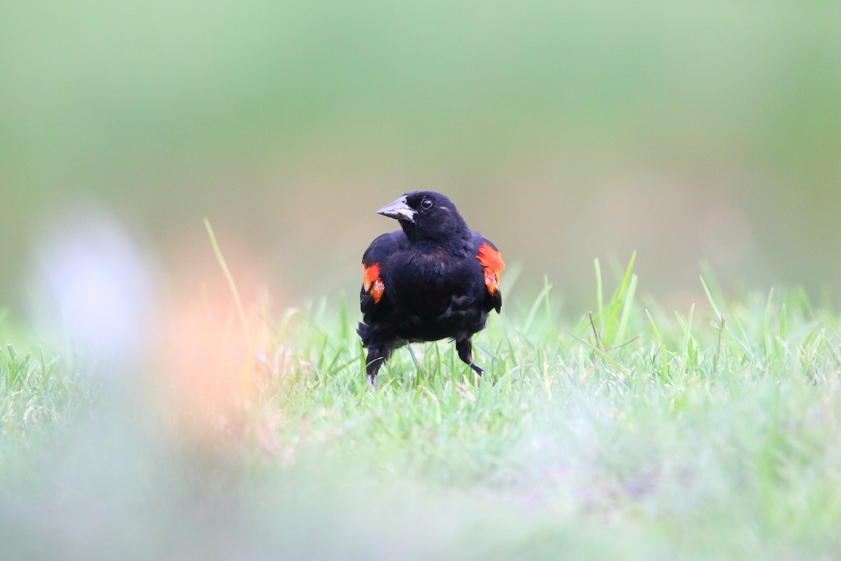 Red-winged Blackbird (Mexican Bicolored) - ML481969691
