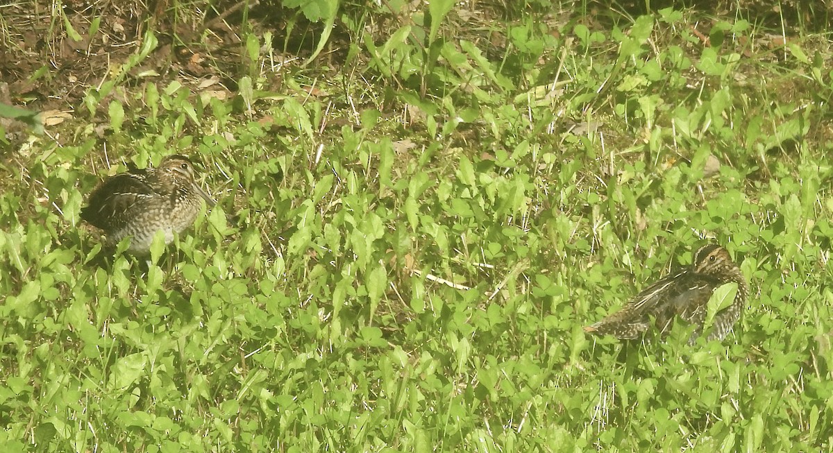 Wilson's Snipe - ML481969731