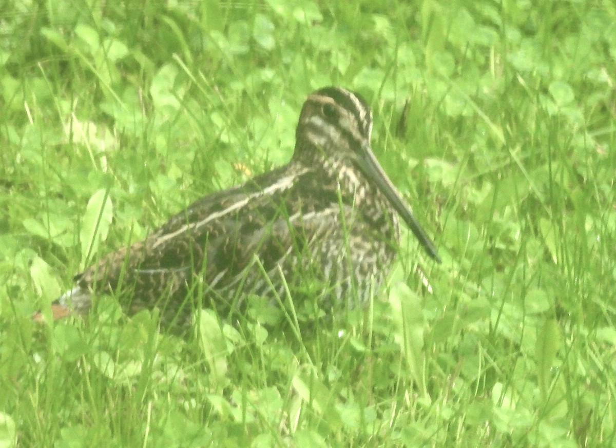 Wilson's Snipe - ML481969751