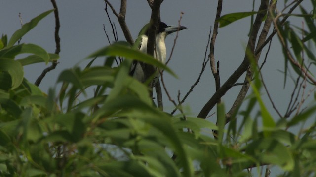 Black-backed Butcherbird - ML481971