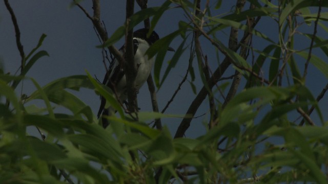 Black-backed Butcherbird - ML481972