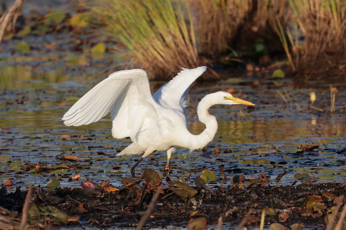 Great Egret - ML481972601