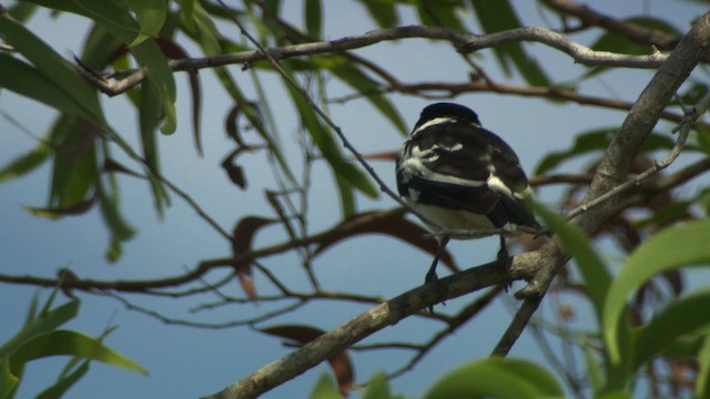 Black-backed Butcherbird - ML481973