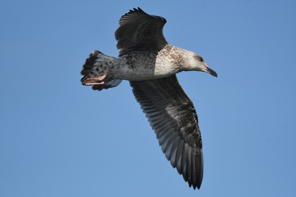 Lesser Black-backed Gull - Dan O'Brien
