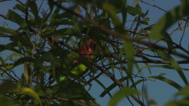 Red-winged Parrot - ML481974