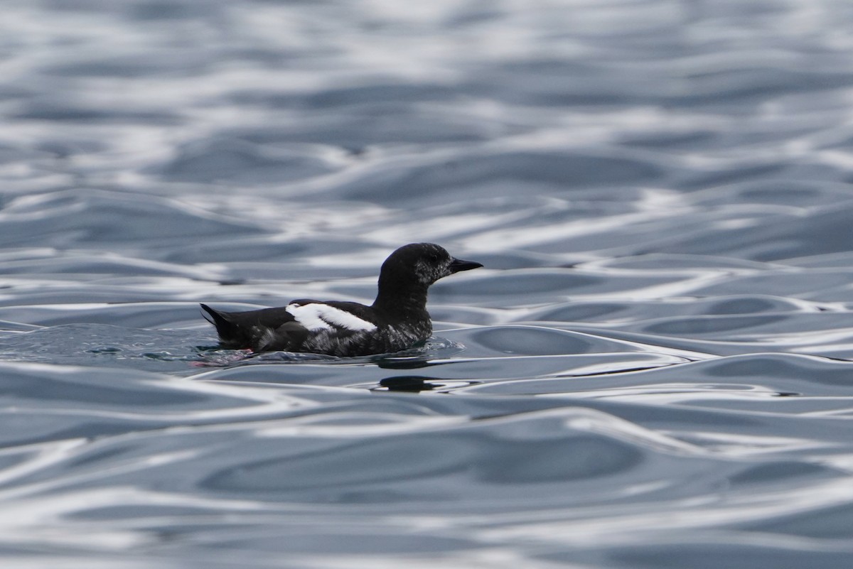 Black Guillemot - Darrin Menzo