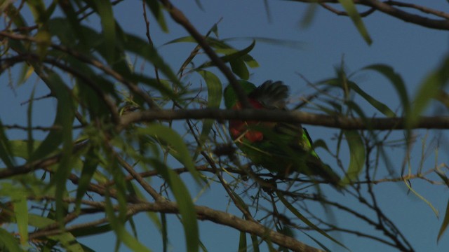 Red-winged Parrot - ML481975