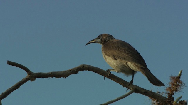 Little Friarbird - ML481976