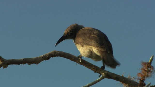 Little Friarbird - ML481977