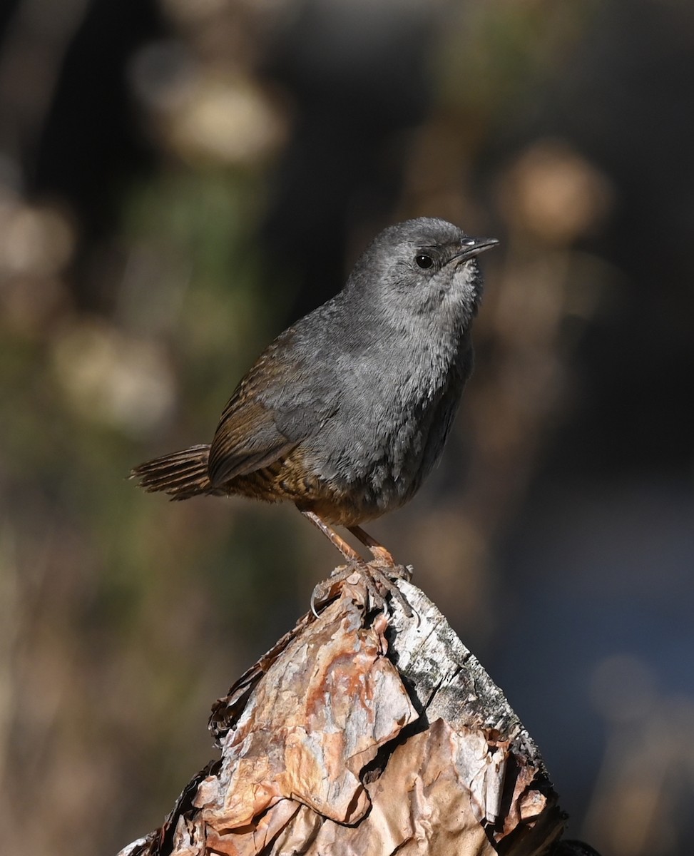 Ancash Tapaculo - ML481977681