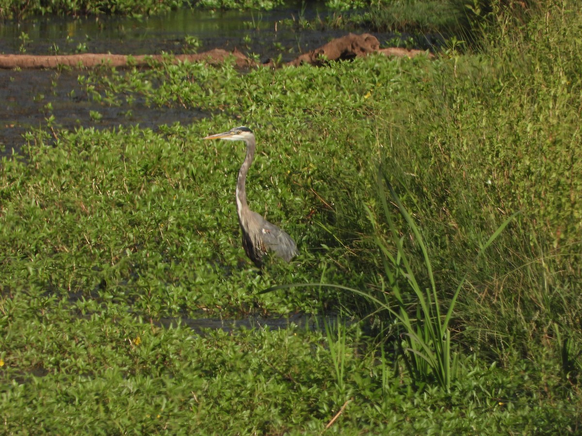 Great Blue Heron - Ralph Baker