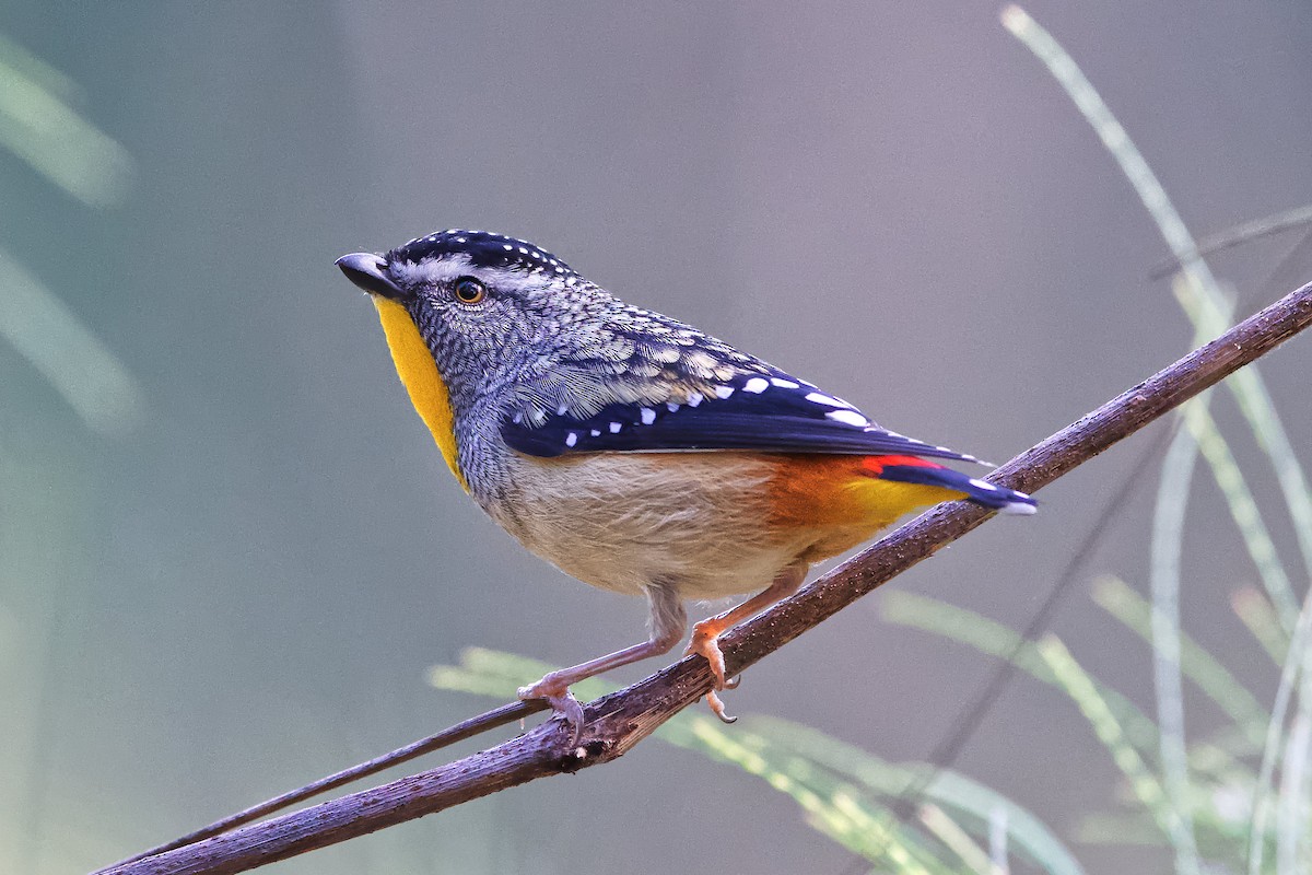 Spotted Pardalote - Adrian van der Stel