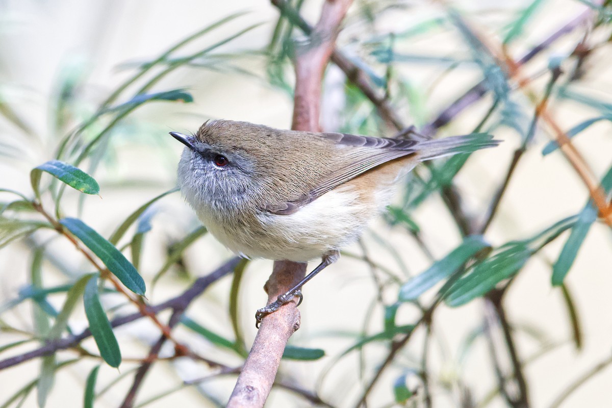 Brown Gerygone - ML481979371