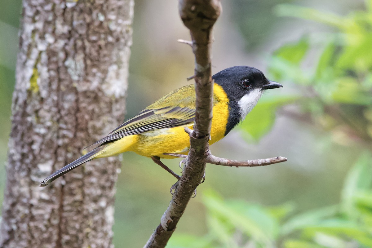 Golden Whistler - Adrian van der Stel