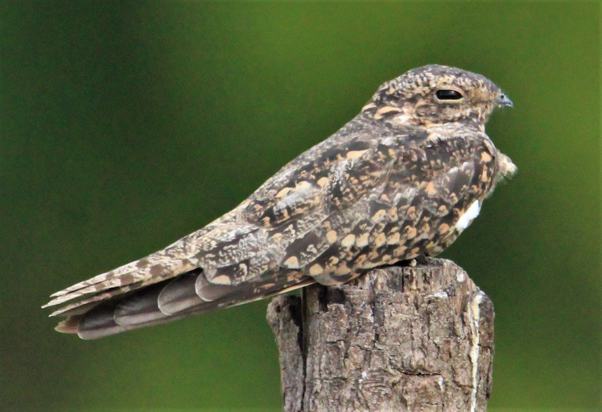 Lesser Nighthawk - ML481979821