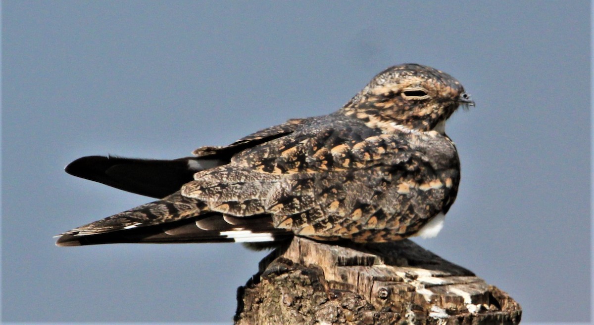 Lesser Nighthawk - ML481979831