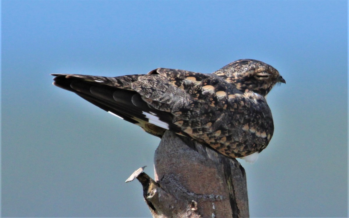 Lesser Nighthawk - ML481979851