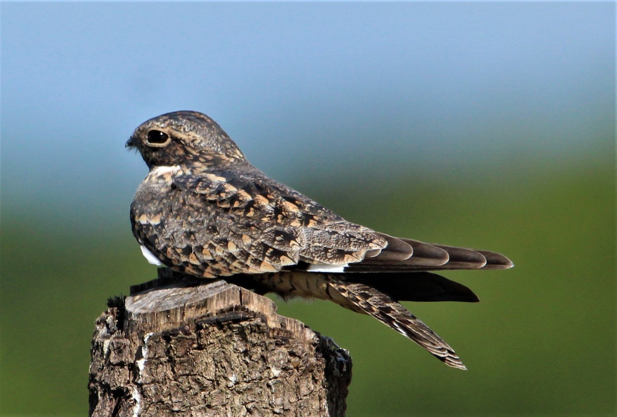 Lesser Nighthawk - ML481979881