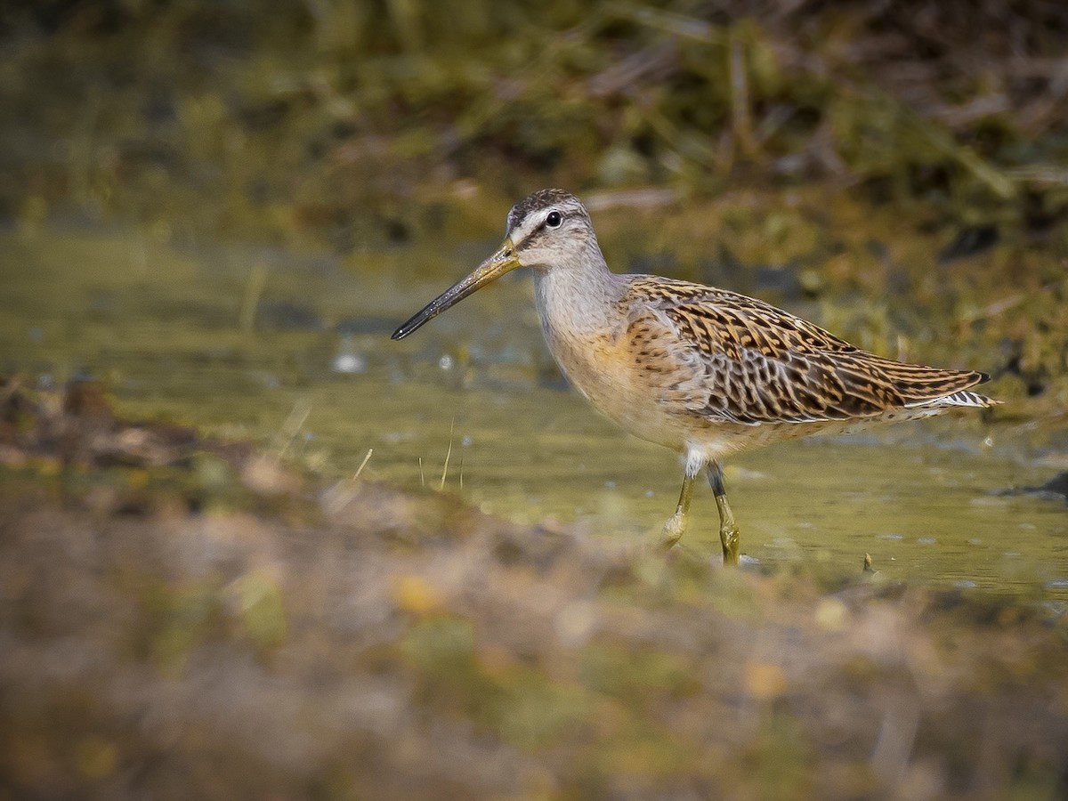 Short-billed Dowitcher - ML481980781