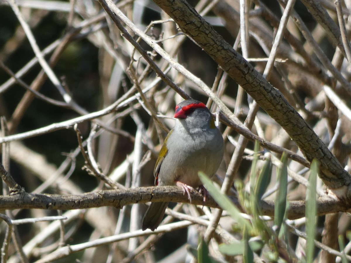 Red-browed Firetail - ML481981201
