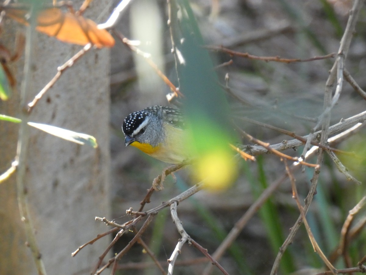 Pardalote Moteado - ML481981411