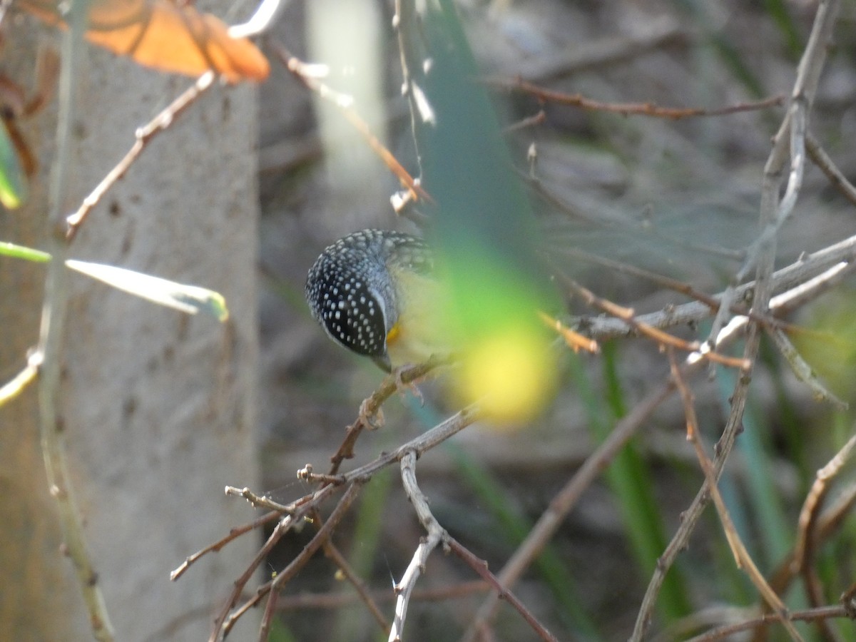 Spotted Pardalote - ML481981421